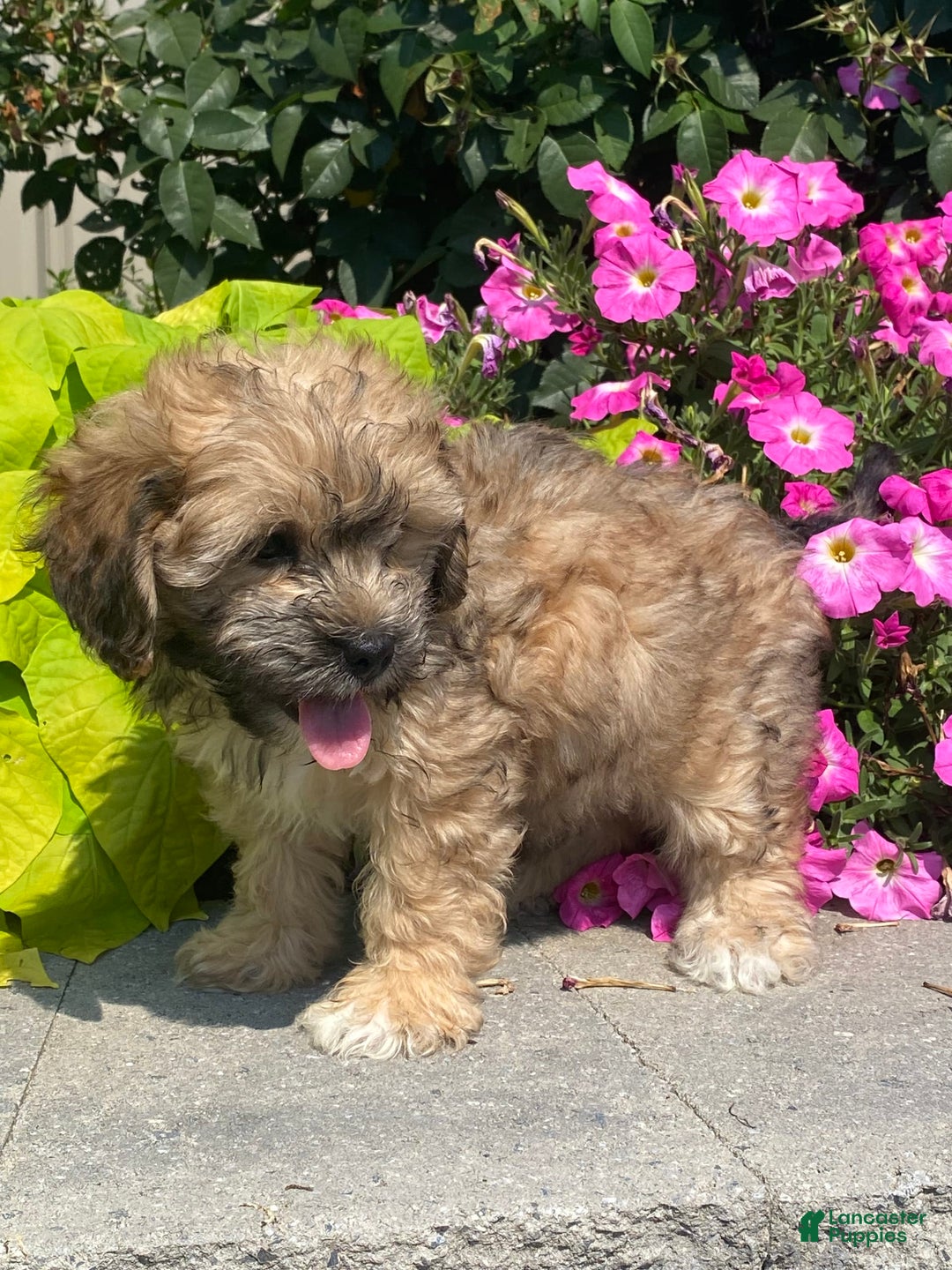 Lhasapoo dogs for sale: Jasper - Image 3