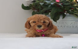 Cavapoo dogs for sale: Crystal - Image 3