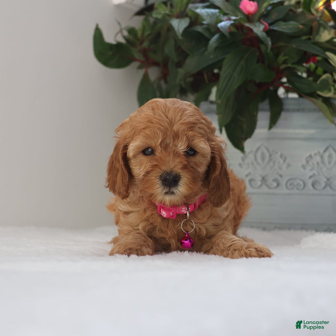 Cavapoo dogs for sale: Crystal - Image 3