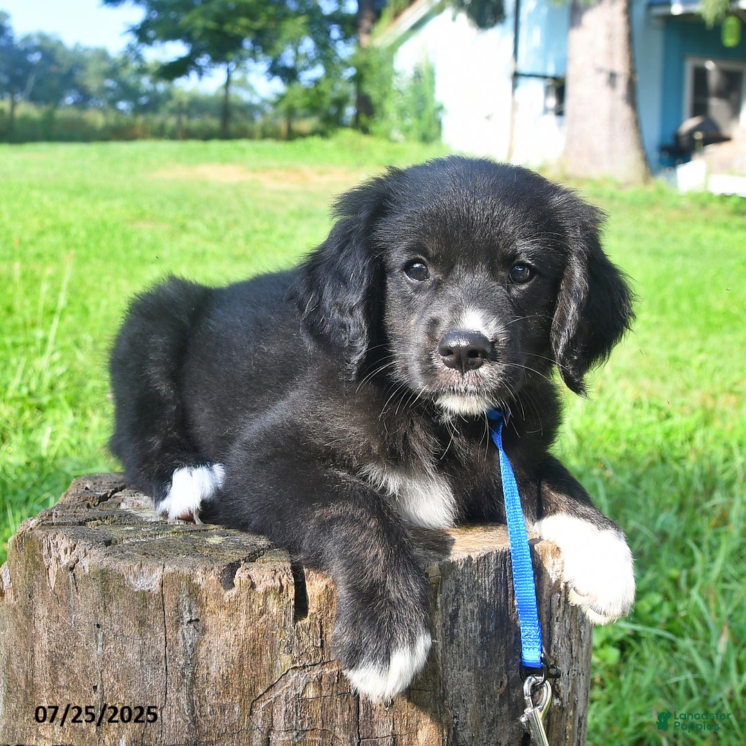 Golden Retriever dogs for sale: Rascal - Image 1