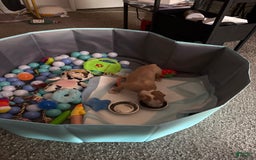 American Bully dogs for sale: Apollo - Image 3