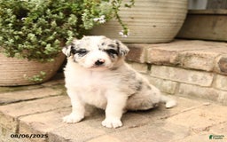 Border Collie dogs for sale: Max - Image 4