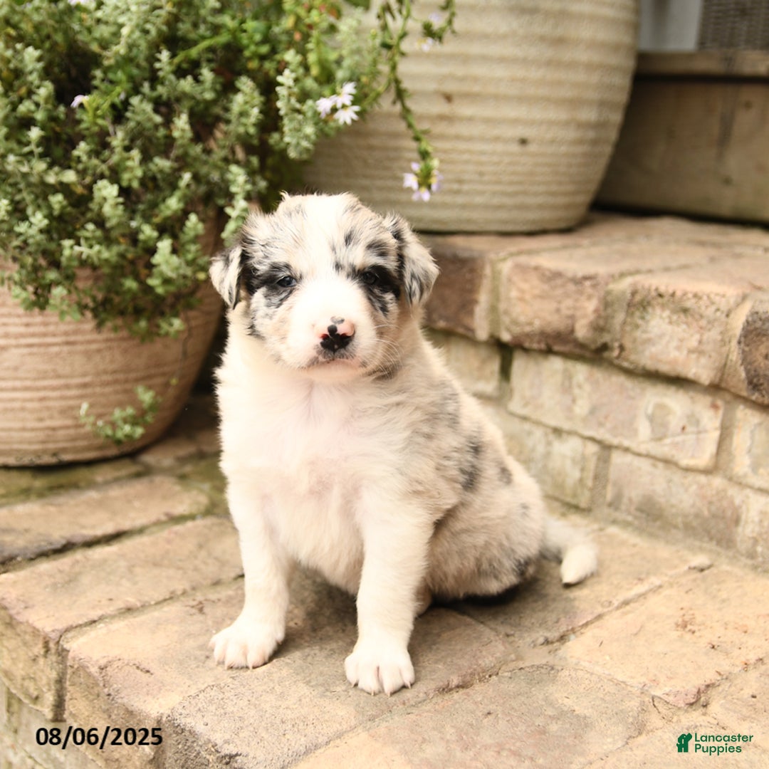 Border Collie dogs for sale: Max - Image 4