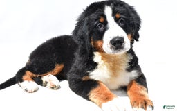 Bernese Mountain Dog dogs for sale: Kiwi - Image 3