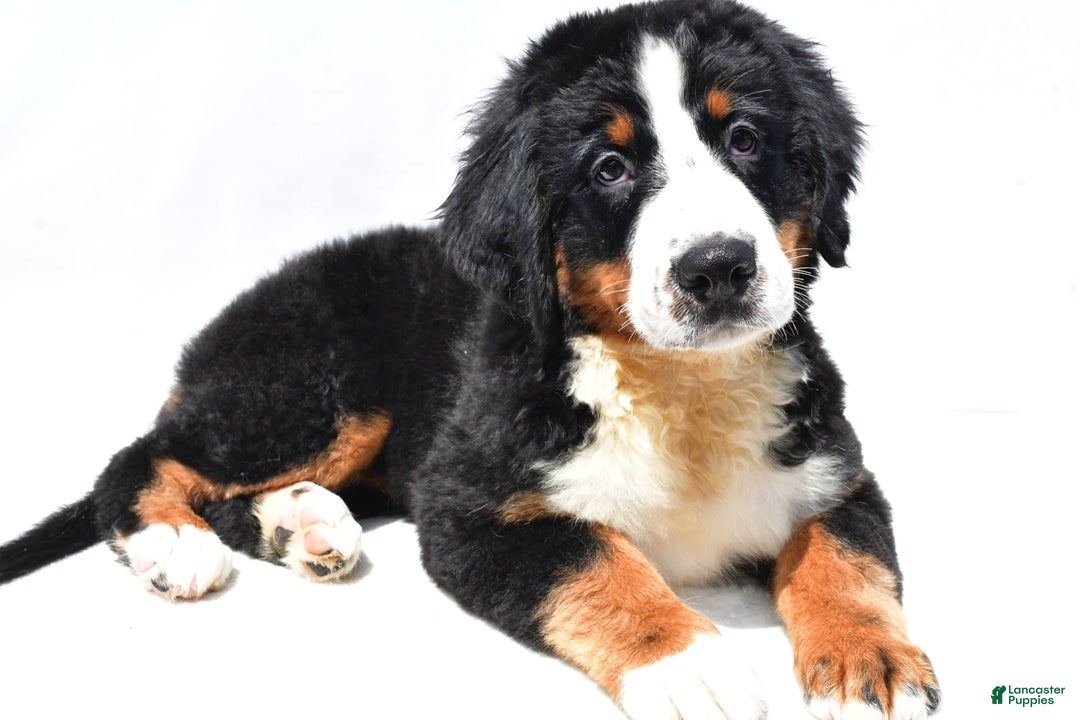Bernese Mountain Dog dogs for sale: Kiwi - Image 3