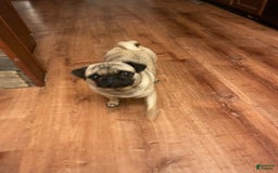 Pug dogs for sale: Rex - Image 6