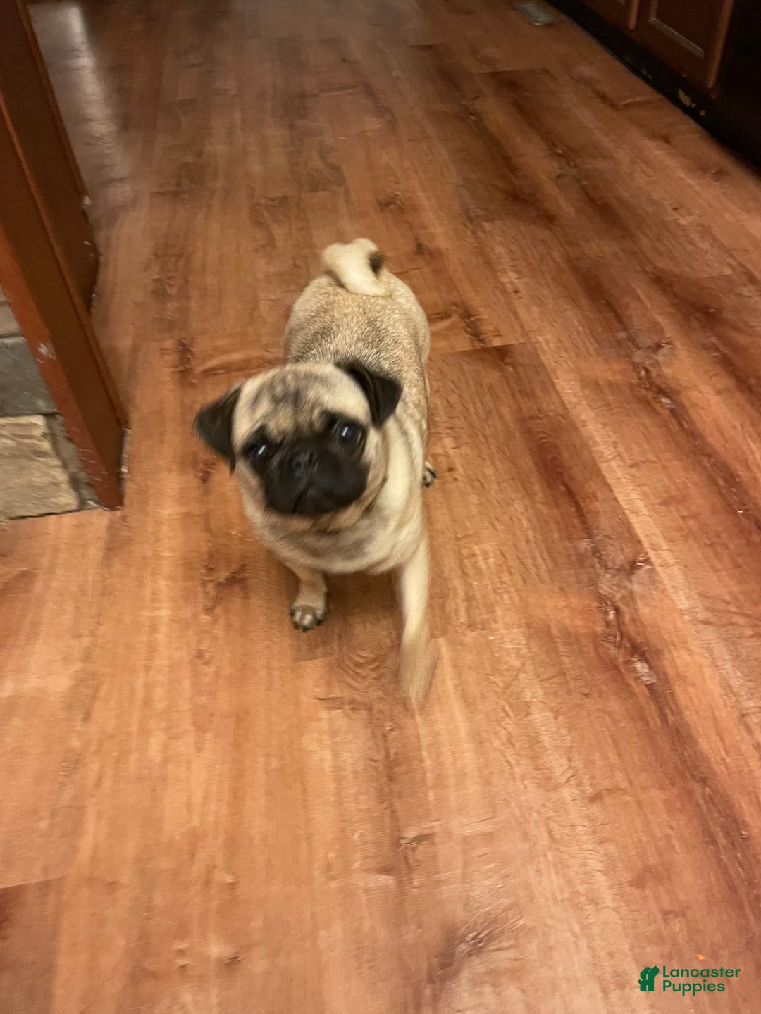 Pug dogs for sale: Rex - Image 6