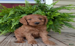 Goldendoodle dogs for sale: Ben - Image 17