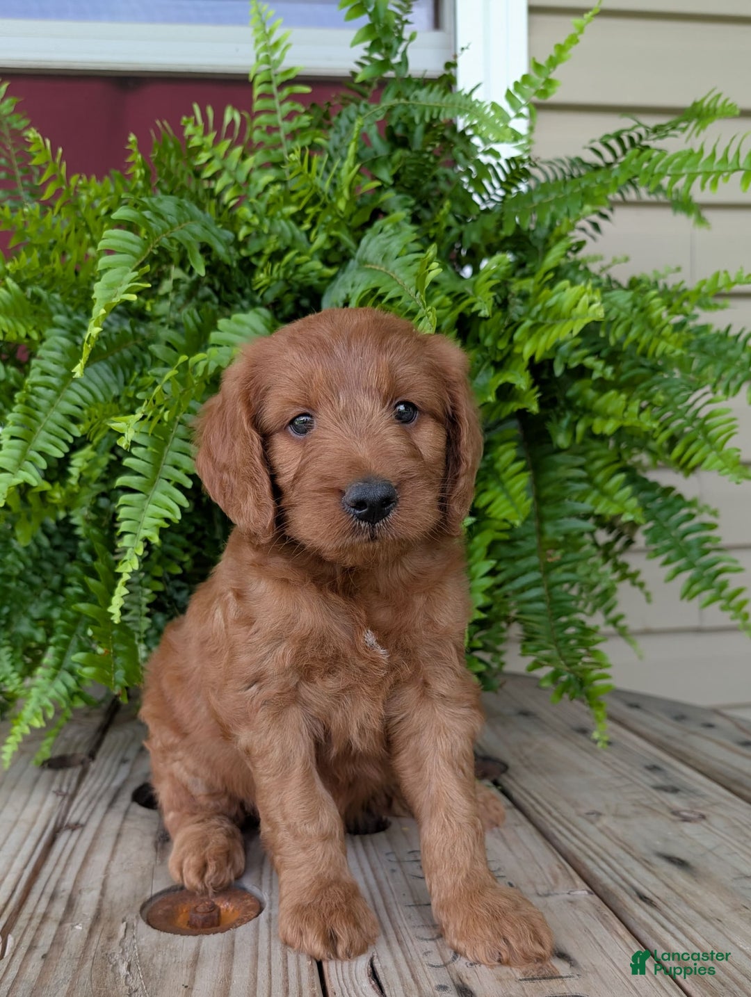 Goldendoodle dogs for sale: Ben - Image 17