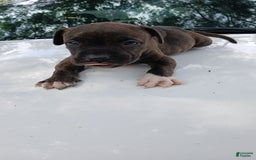American Pit Bull Terrier dogs for sale: Jack - Image 4