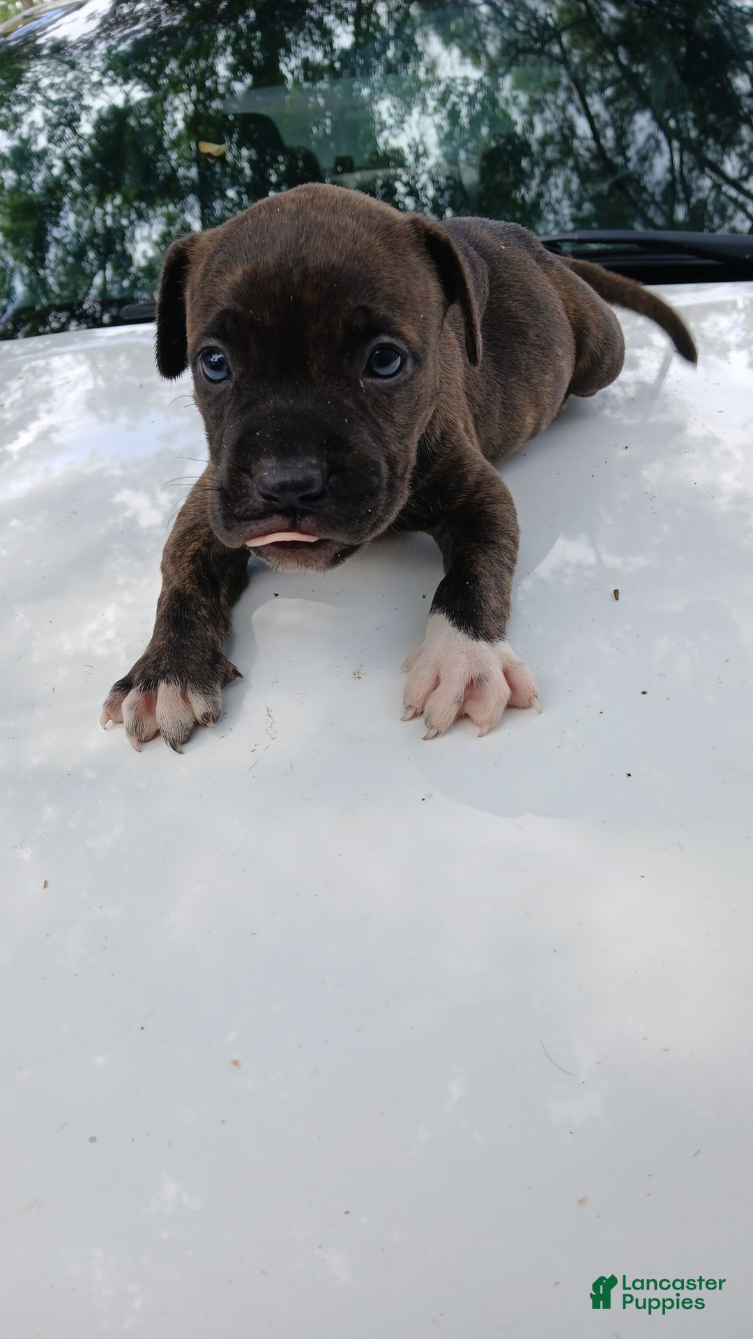 American Pit Bull Terrier dogs for sale: Jack - Image 4