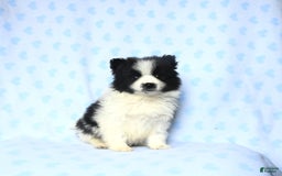 Pomeranian dogs for sale: Pomeranian 2 puppies - Image 3