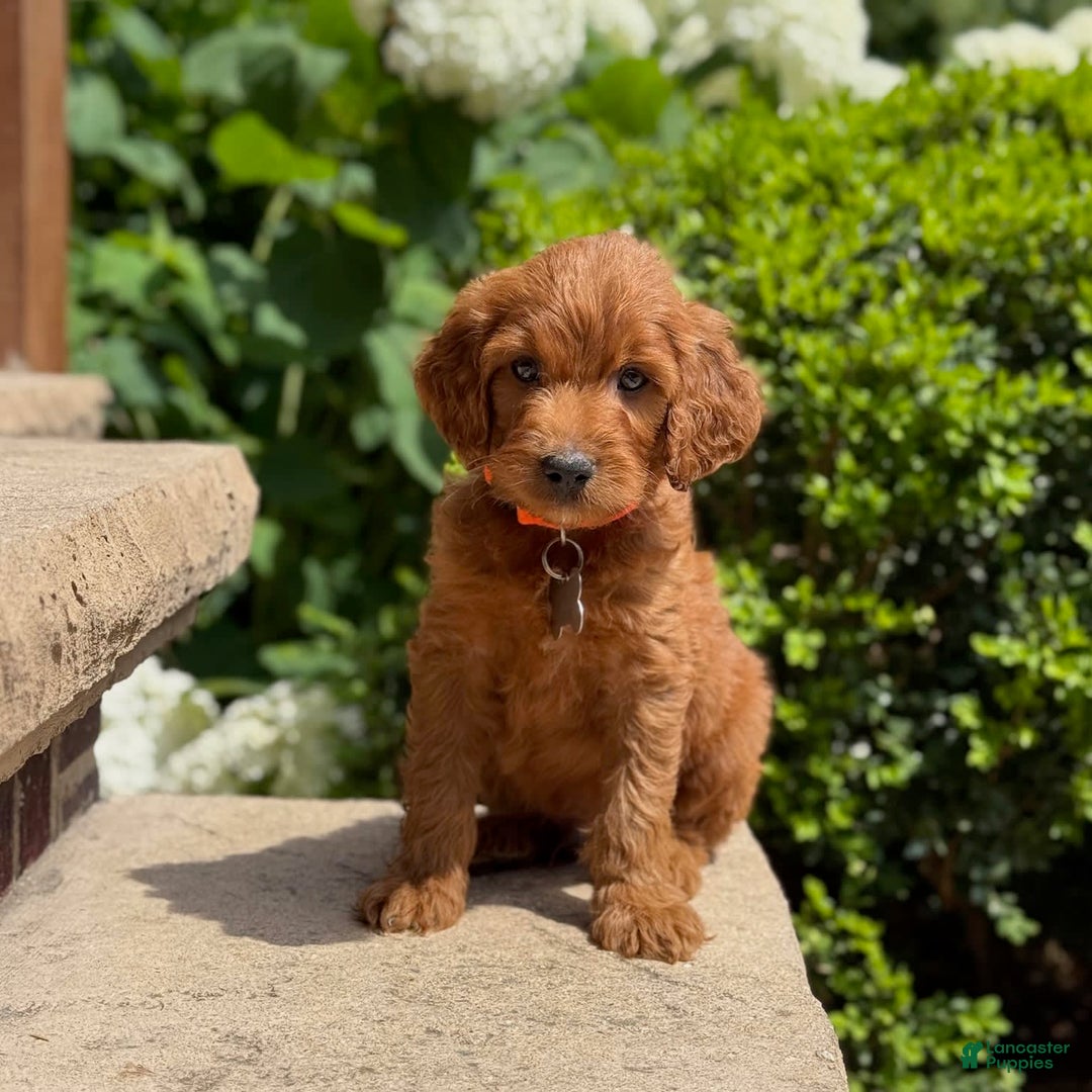 Goldendoodle dogs for sale: Ace - Image 4