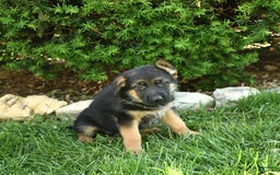German Shepherd dogs for sale: Meadow - Image 2