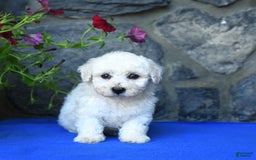 Bichon Frise dogs for sale: Tyler - Image 5
