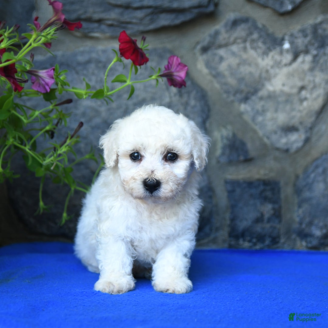 Bichon Frise dogs for sale: Tyler - Image 5