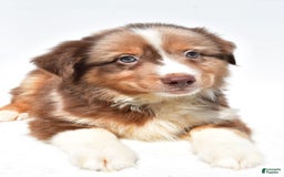 Miniature Australian Shepherd dogs for sale: Toby - Image 2