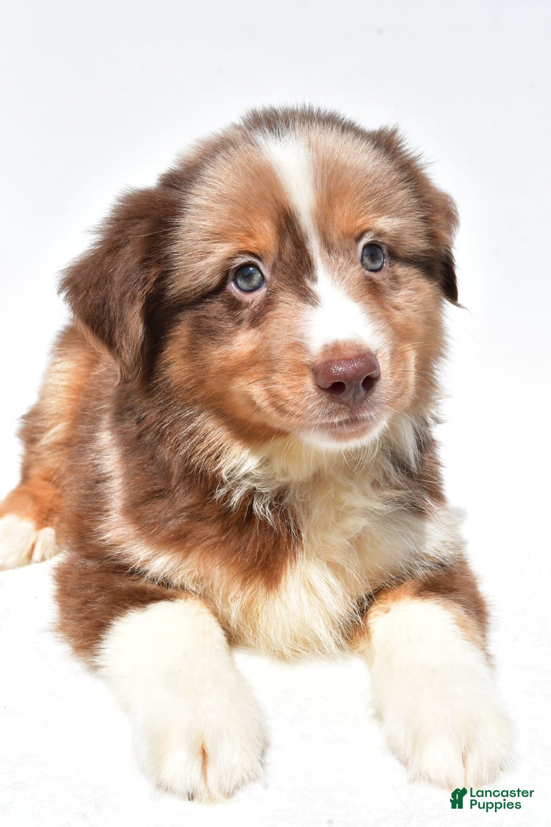 Miniature Australian Shepherd dogs for sale: Toby - Image 2