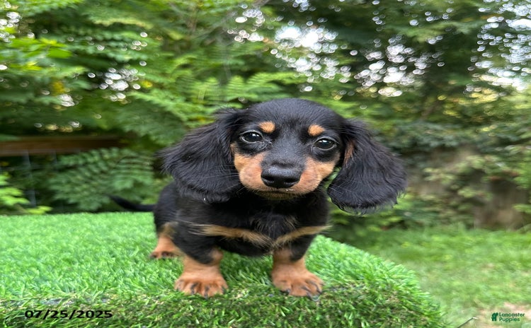 Miniature Dachshund dogs for sale - Ad 2