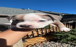 American Bully dogs for sale: Paris - Image 1