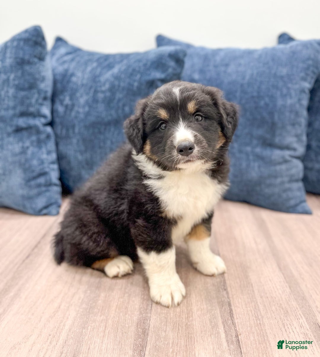 Australian Shepherd dogs for sale: Jasper - Image 5