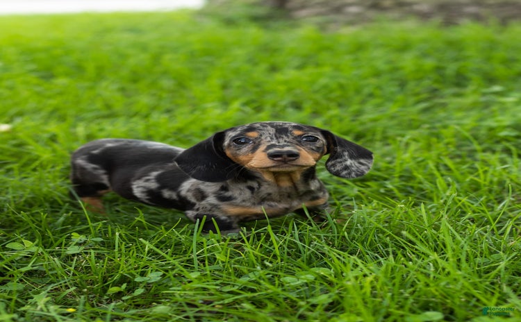 Miniature Dachshund dogs for sale - Ad 4