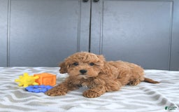 Mini Goldendoodle dogs for sale: Milo - Image 1