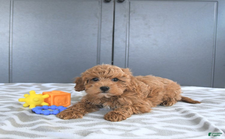 Mini Goldendoodle dogs for sale - Ad 5