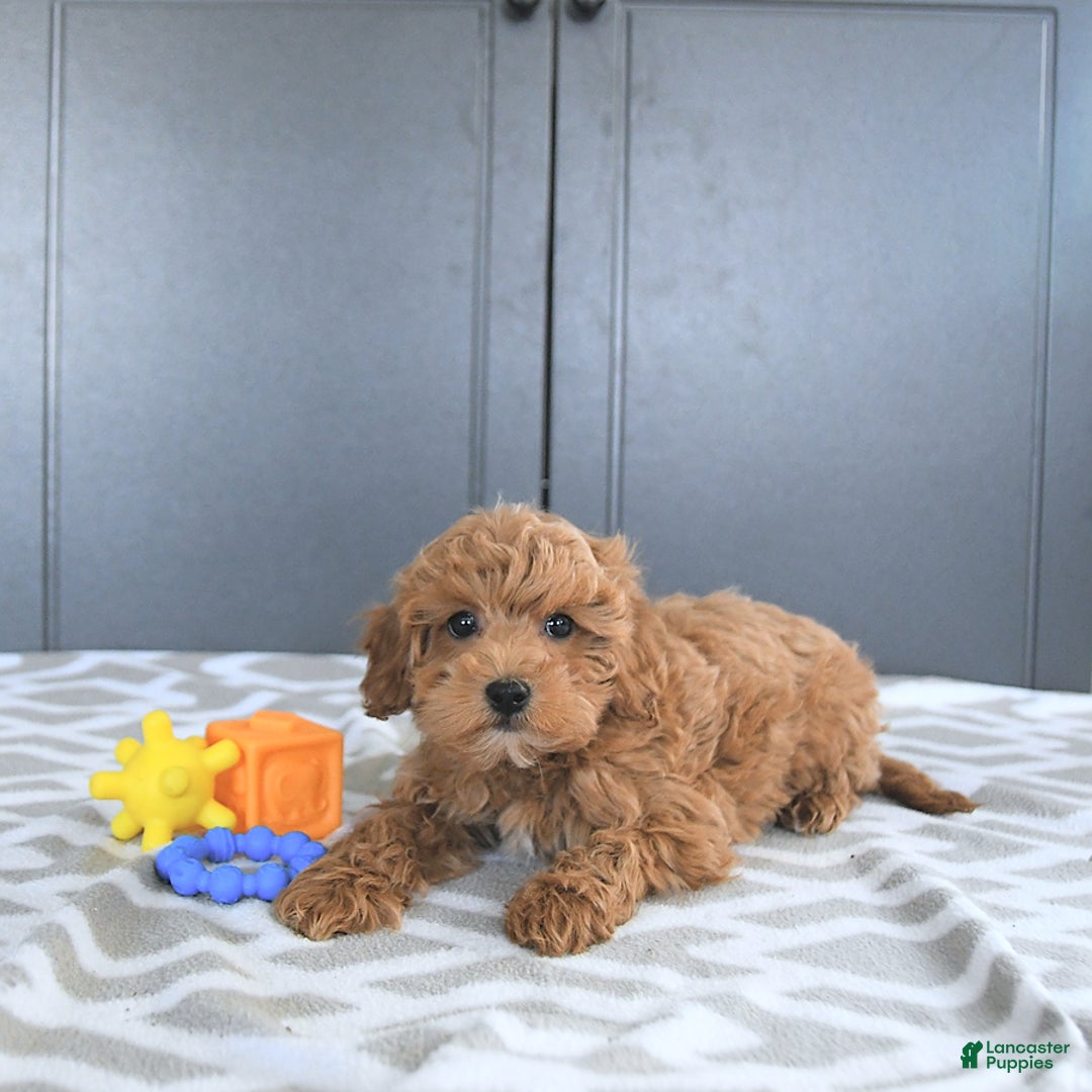 Mini Goldendoodle dogs for sale: Milo - Image 1