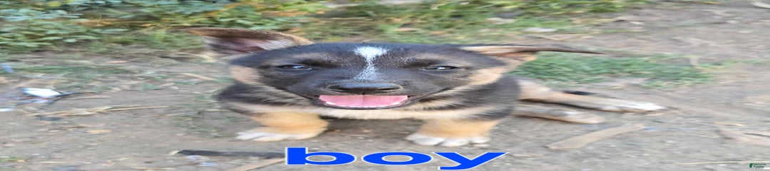Boy1