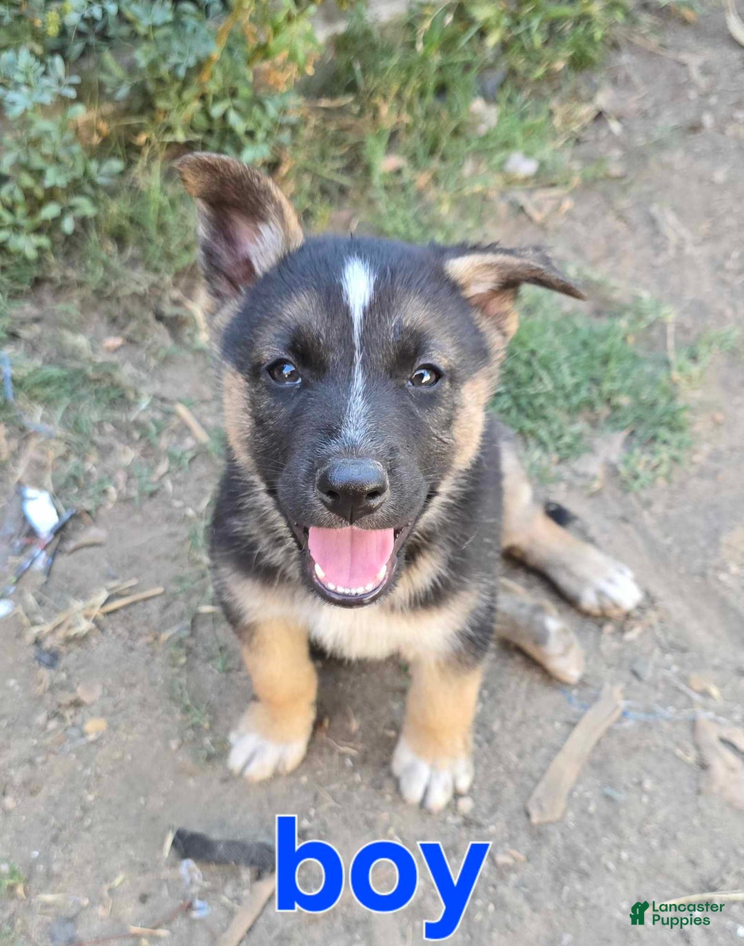 Gerberian Shepsky dogs for sale: Boy1 - Image 1