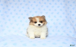 Pomeranian dogs for sale: Jasper - Image 3