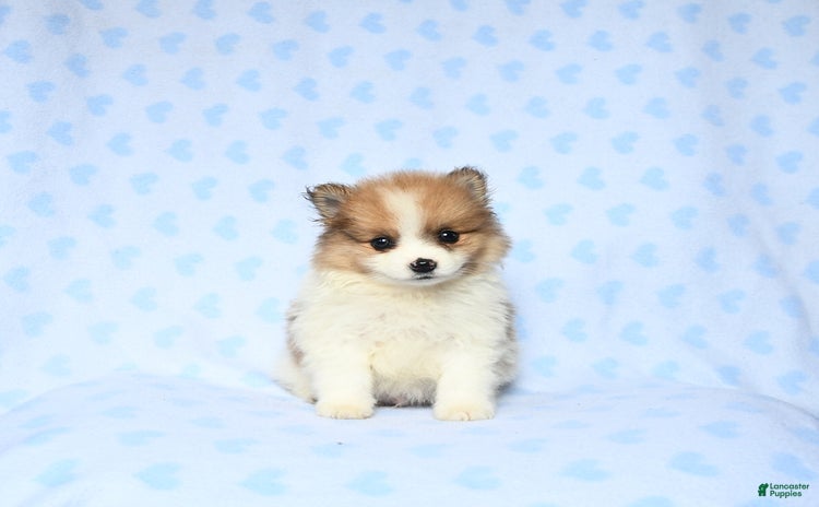 Pomeranian dogs for sale - Ad 1