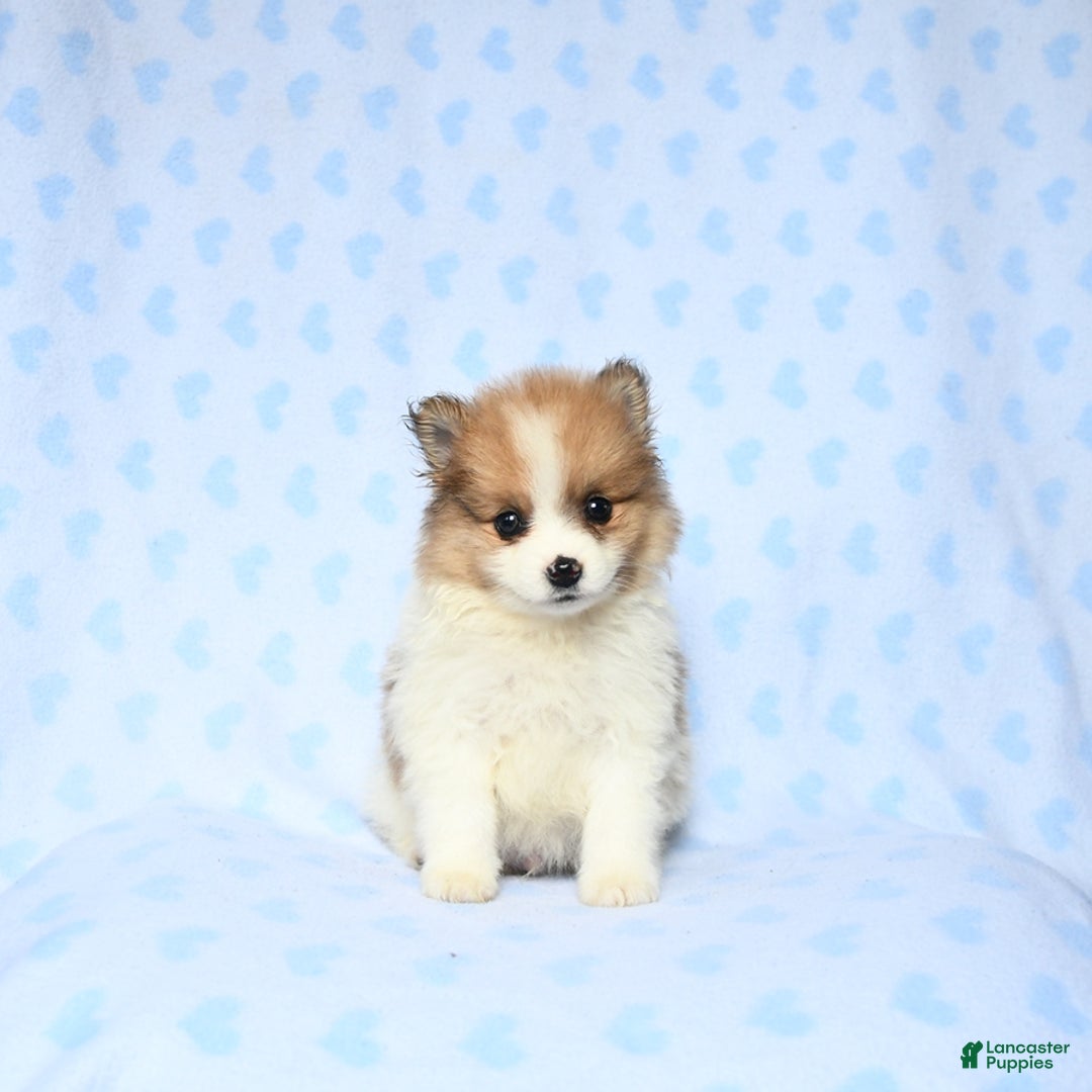 Pomeranian dogs for sale: Jasper - Image 3