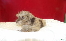 Aussiedoodle dogs for sale: COLOR - Image 4