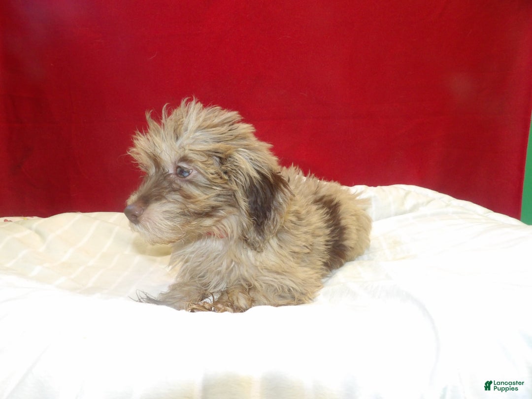 Aussiedoodle dogs for sale: COLOR - Image 4
