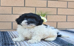 Shihpoo dogs for sale: Billy - Image 1