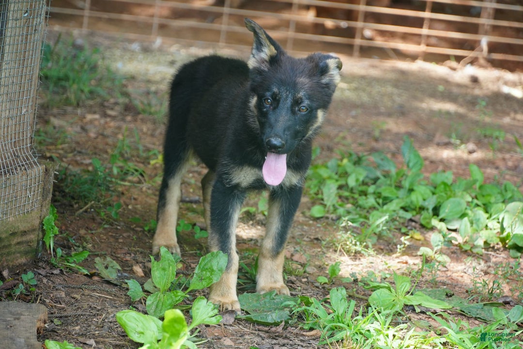 German Shepherd dogs for sale: Green Collar - Image 2