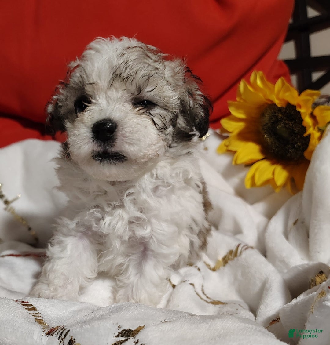 Maltipoo dogs for sale: Sweet Pea - Image 4