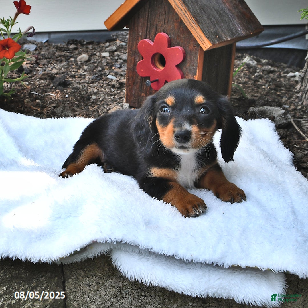 Miniature Dachshund dogs for sale: Minnie - Image 4