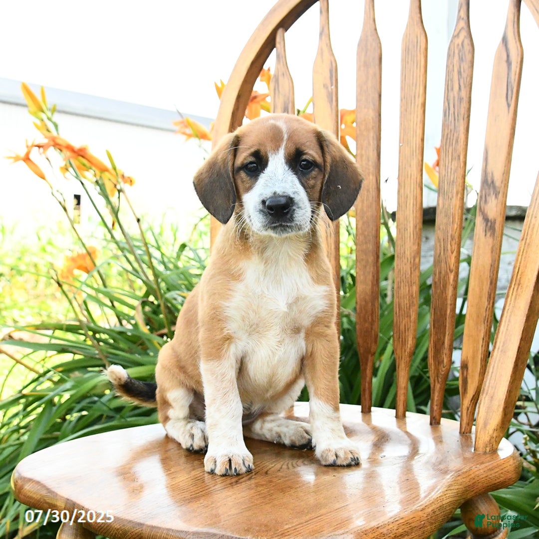 Beagle dogs for sale: Lady - Image 3