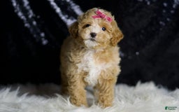 Maltipoo dogs for sale: Stella - Image 6