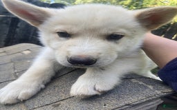 Gerberian Shepsky dogs for sale: Icy - Image 2