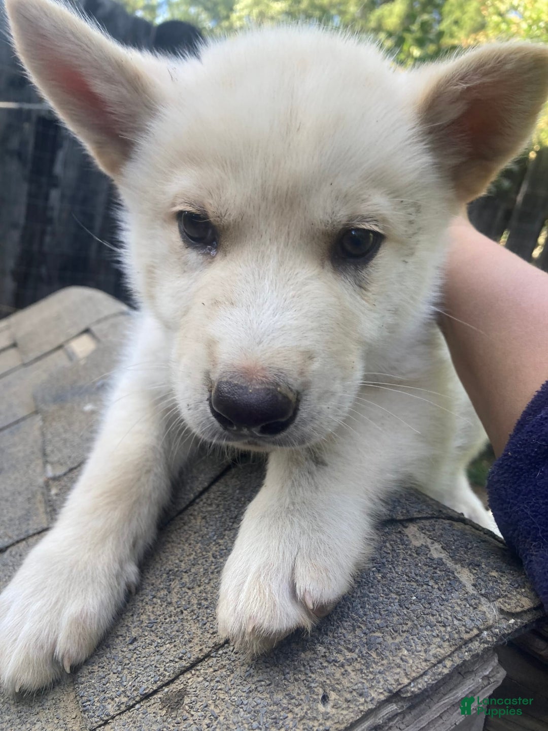 Gerberian Shepsky dogs for sale: Icy - Image 2