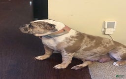 Olde English Bulldogge dogs for sale: Ghost - Image 8
