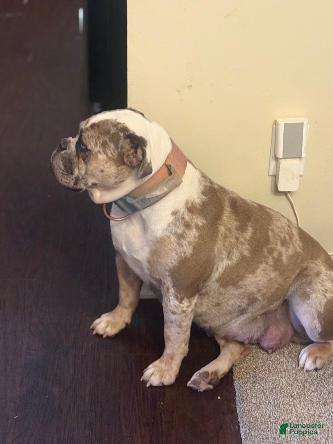 Olde English Bulldogge dogs for sale: Ghost - Image 8