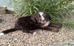 Bernedoodle dogs for sale: Archer - Image 6