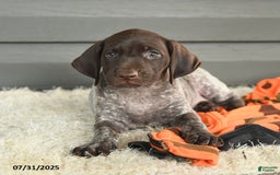 German Shorthaired Pointer dogs for sale: Amber - Image 5