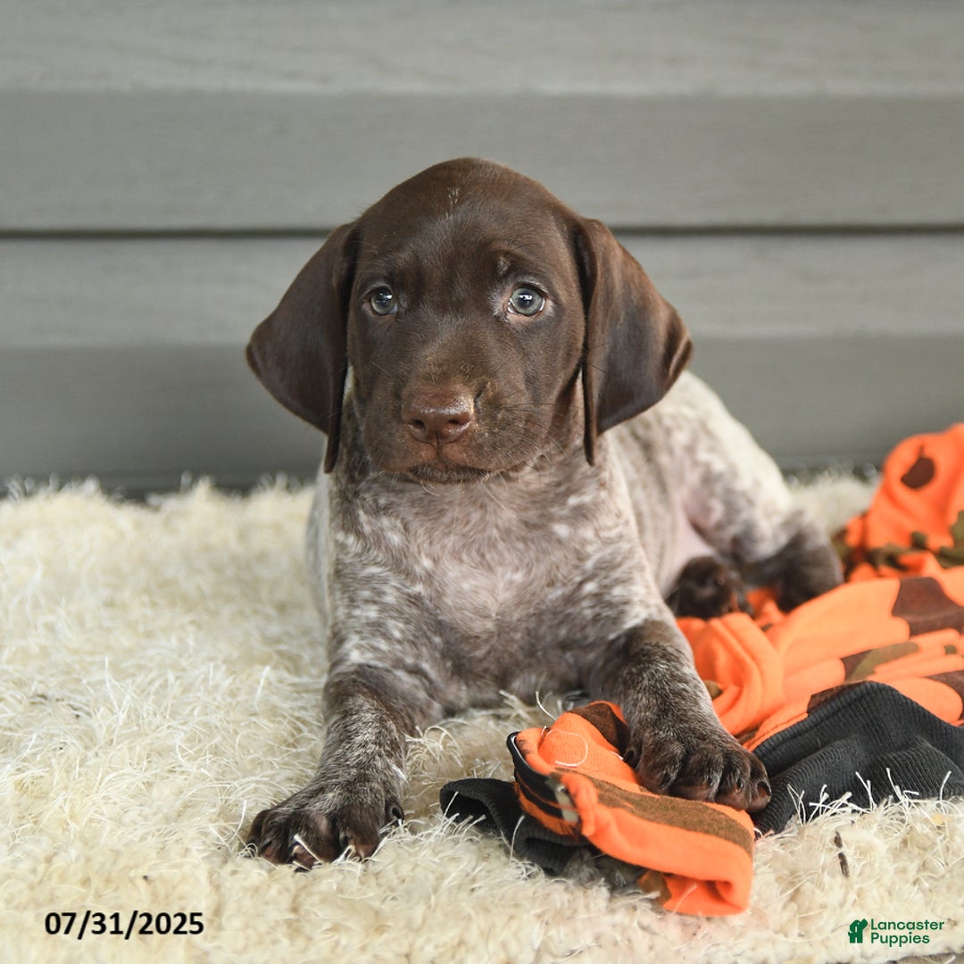 German Shorthaired Pointer dogs for sale: Amber - Image 5