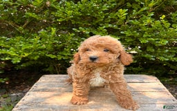 Mini Goldendoodle dogs for sale: Otis - Image 8